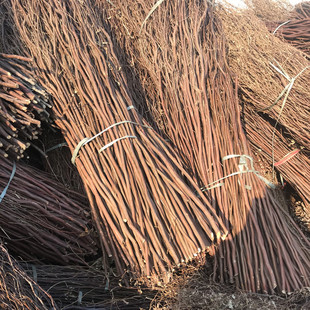 龙柳干枝鲜枝曲柳树枝龙桑玄关隔断橱窗落地装饰鸟巢婚庆拱门道具