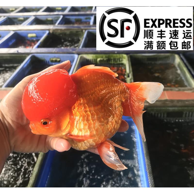 精品红黑蓝狮子头金鱼大爆头观赏鱼水族宠物国狮胖肚子冷淡水鱼