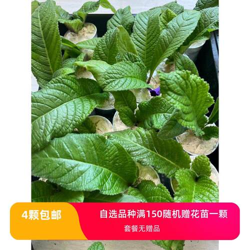 堇兰套餐100元10颗10个品种不重复品种随机发（不参与优惠卷下单