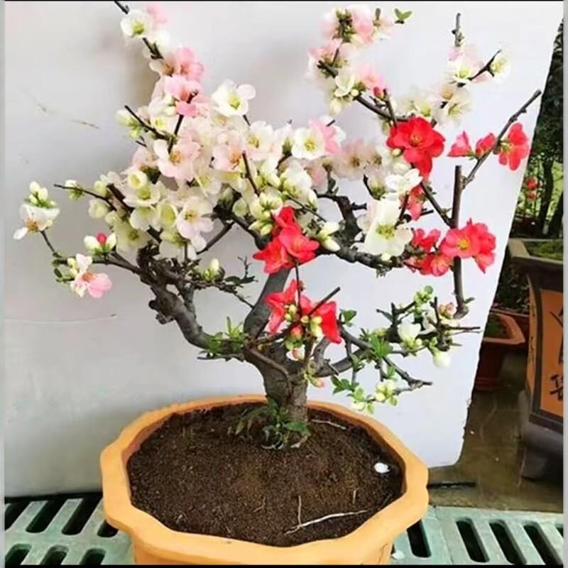 四季复色东阳锦海棠盆栽地栽大树苗室内室外耐寒盆景花卉植物老桩