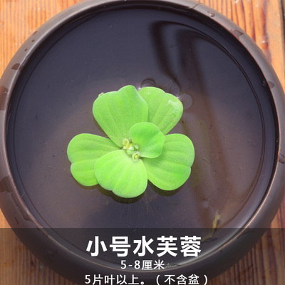 浮萍水草圆心浮萍肚兜萍红毛丹芝麻萍水芙蓉一叶莲水葫芦黄花菱