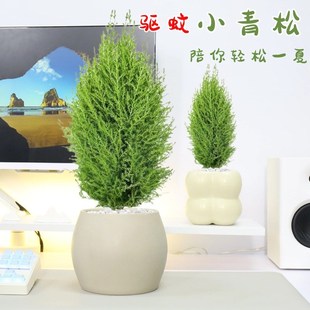 香松放轻松绿植盆栽办公桌面室内好养花卉阳台植物四季常青圣诞树