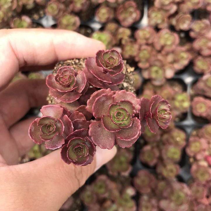 小球玫瑰 实拍 多肉植物龙血景天 发货必黏浇水即可恢复