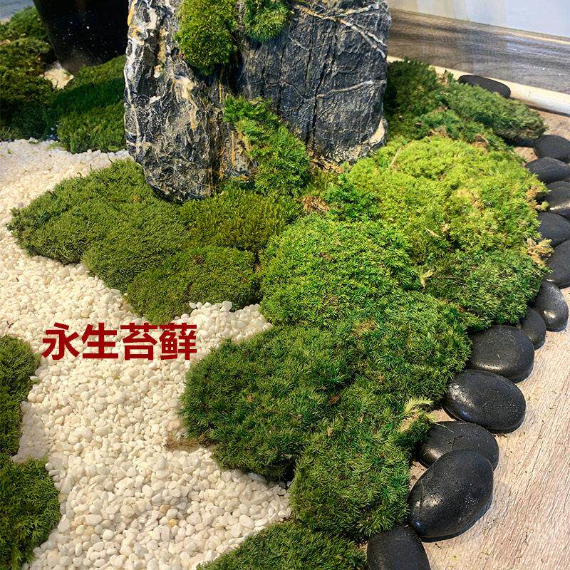 绿色造景永生苔藓块状微景观白发藓大灰藓植物墙装饰摆件