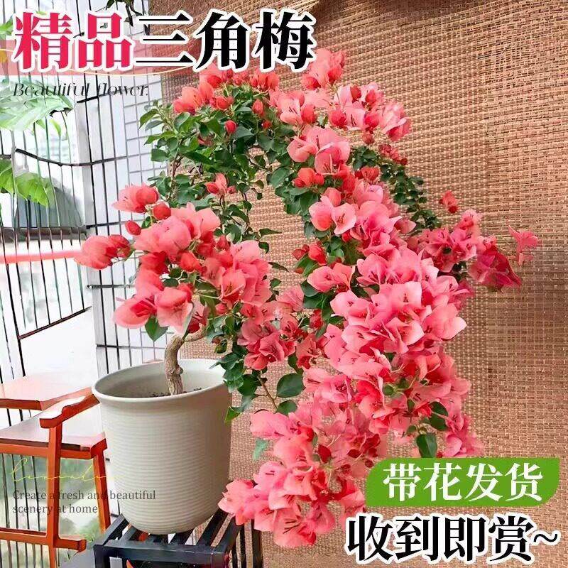重瓣三角梅盆栽带花树苗飘枝不甜西瓜垂丝老桩四季开花爬藤花卉
