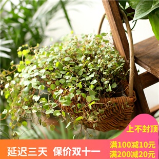 壁挂花篮装饰挂花盆墙壁挂竹编藤编悬挂壁挂式藤编花盆草编花盆