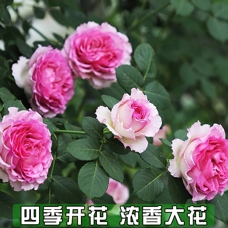 罗衣月季四季开花浓香型无刺爬藤蔷薇特大花大苗庭院阳台好养易活,鲜花速递/花卉仿真/绿植园艺,月季/蔷薇/玫瑰,淘宝优惠券,粉丝福利购,淘宝优惠卷