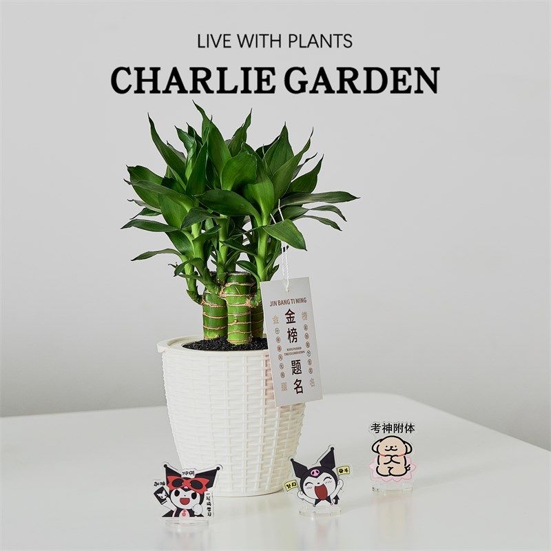 文昌竹水养4支高考金榜题名书桌水培植物带根节节高绿植盆栽摆件,鲜花速递/花卉仿真/绿植园艺,绿植,淘宝优惠券,粉丝福利购,淘宝优惠卷