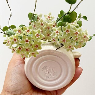 原种匍匐 原始匍匐球兰阳台室内 迷你 盆栽垂吊植物