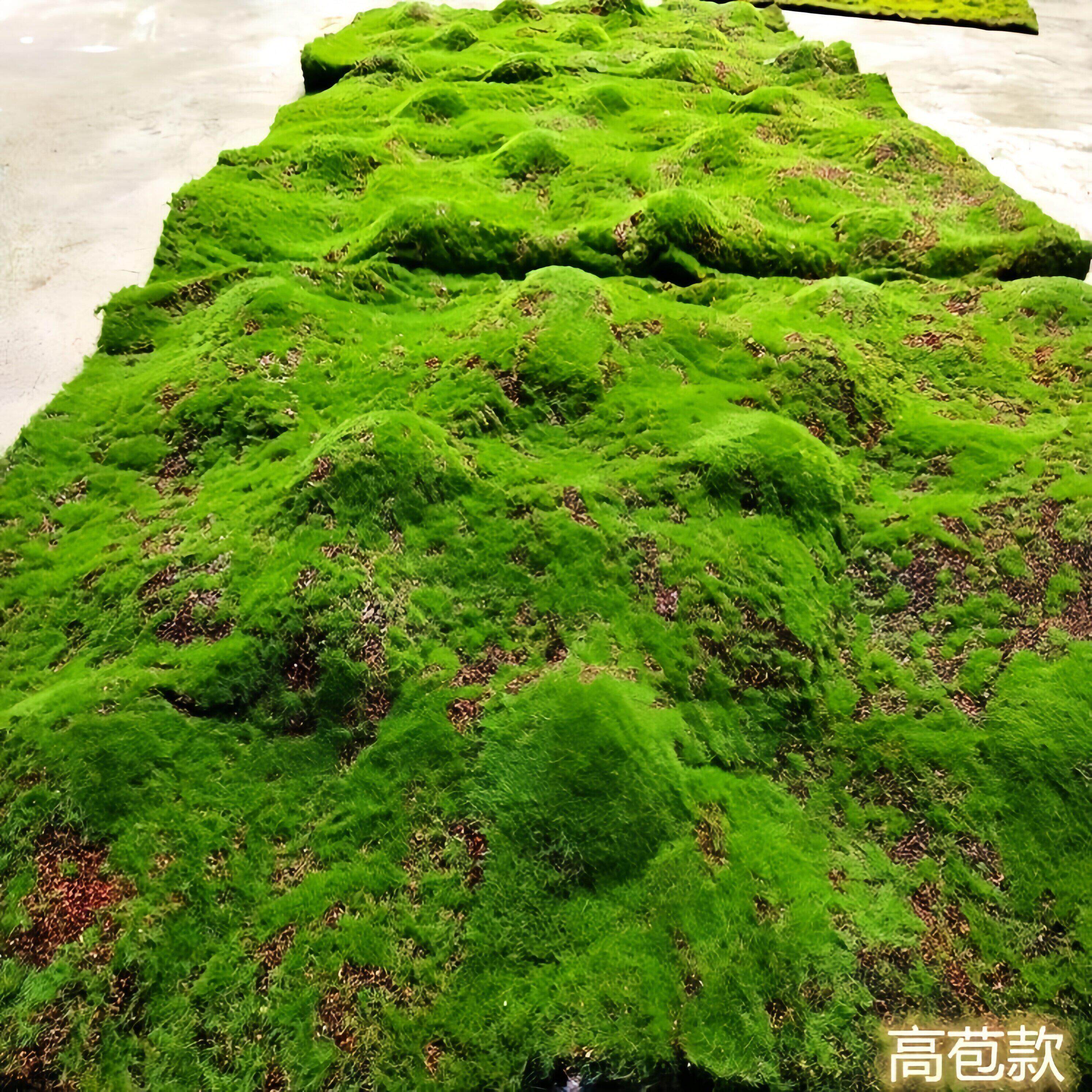 青苔地毯仿真草皮草坪苔藓商场墙贴花墙植物墙盆景盆栽假苔藓橱窗