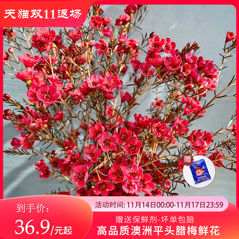 悦多彩A级北美冬青鲜花红果澳洲平头腊梅鲜花云南基地直发鲜切花