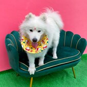 宠物口水巾狗狗口水巾中大型犬金毛阿拉斯加萨摩耶围脖围嘴兜饰品