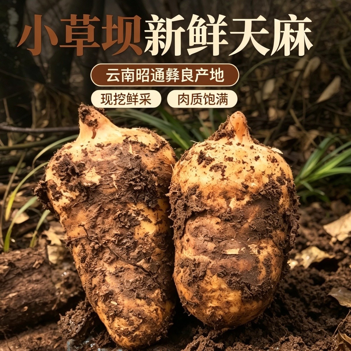 正品乌天麻云南昭通天麻新鲜现挖带土仿野生种植特级天麻新鲜天麻
