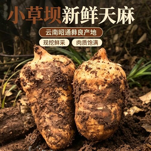 正品乌天麻云南昭通天麻新鲜现挖带土仿野生种植特级天麻新鲜天麻