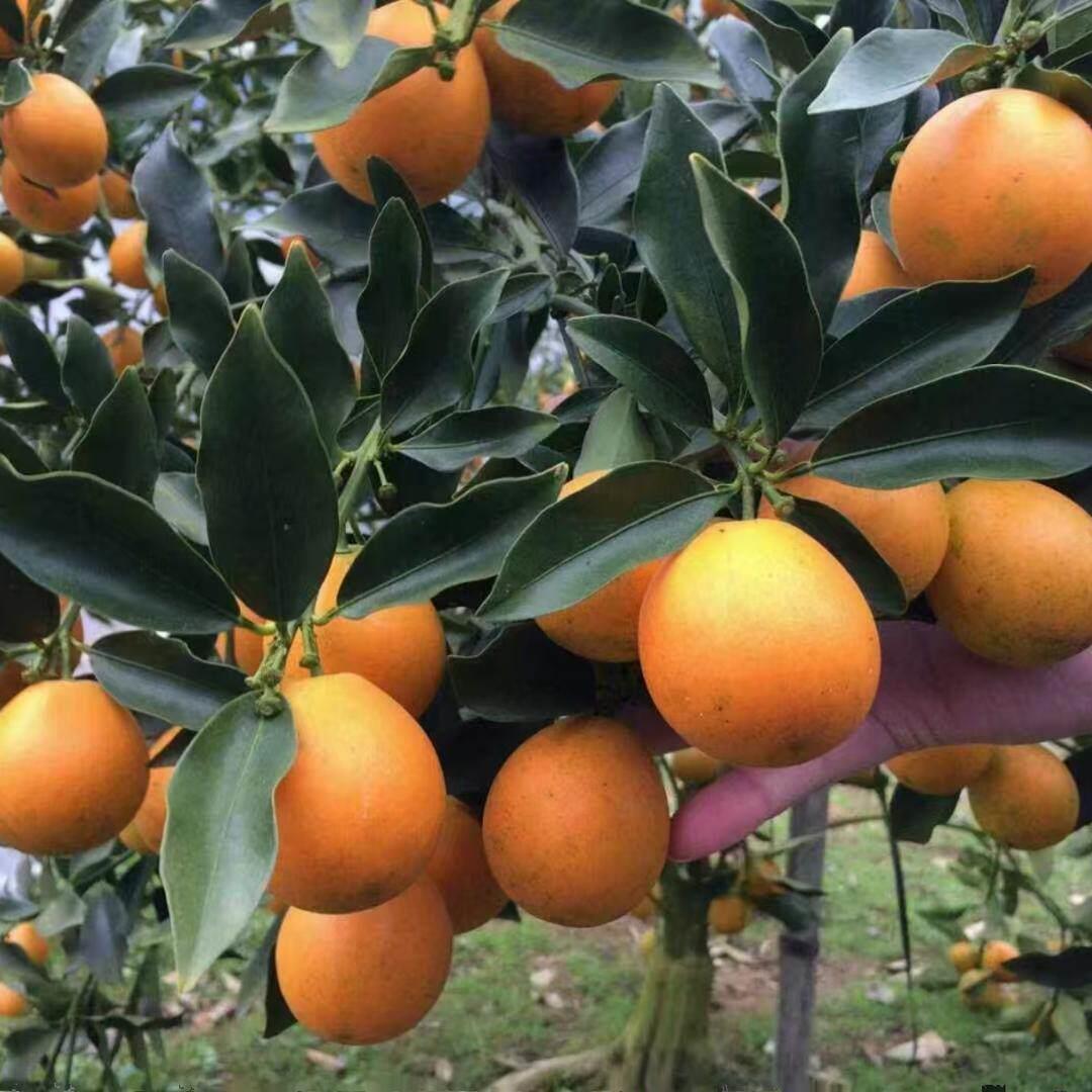 正宗第四代大叶滑皮脆皮金桔苗新品种嫁接脆蜜金柑金橘苗当年结果