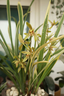 浓香新款美观趣味阳台窗台6-7苗120元一棵四季兰建兰锦旗金边兰花
