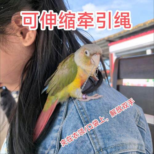 [伸缩绳可调节]松鼠鹦鹉鸟用放飞绳伸缩可调节虎皮玄凤超轻牵引绳