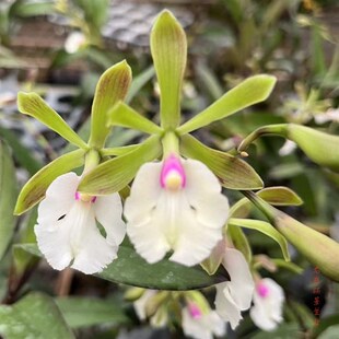 树兰带花苞原盆连体室内室外办公室洋兰客厅卧室花卉石斛兰卡特兰