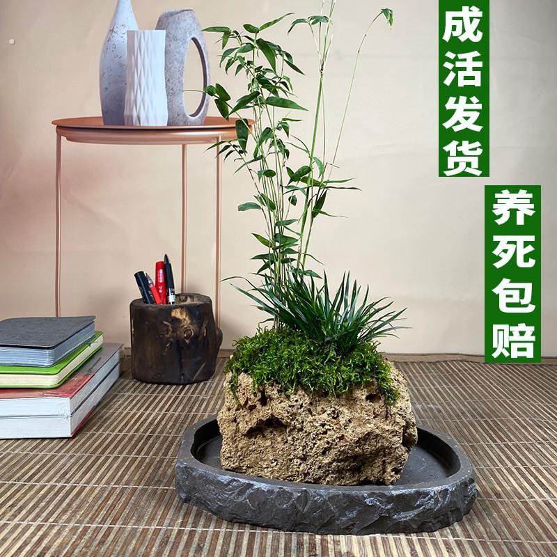 【米竹】吸水石米竹盆栽好养绿植凤尾竹水培米竹盆栽凤尾竹阳台室