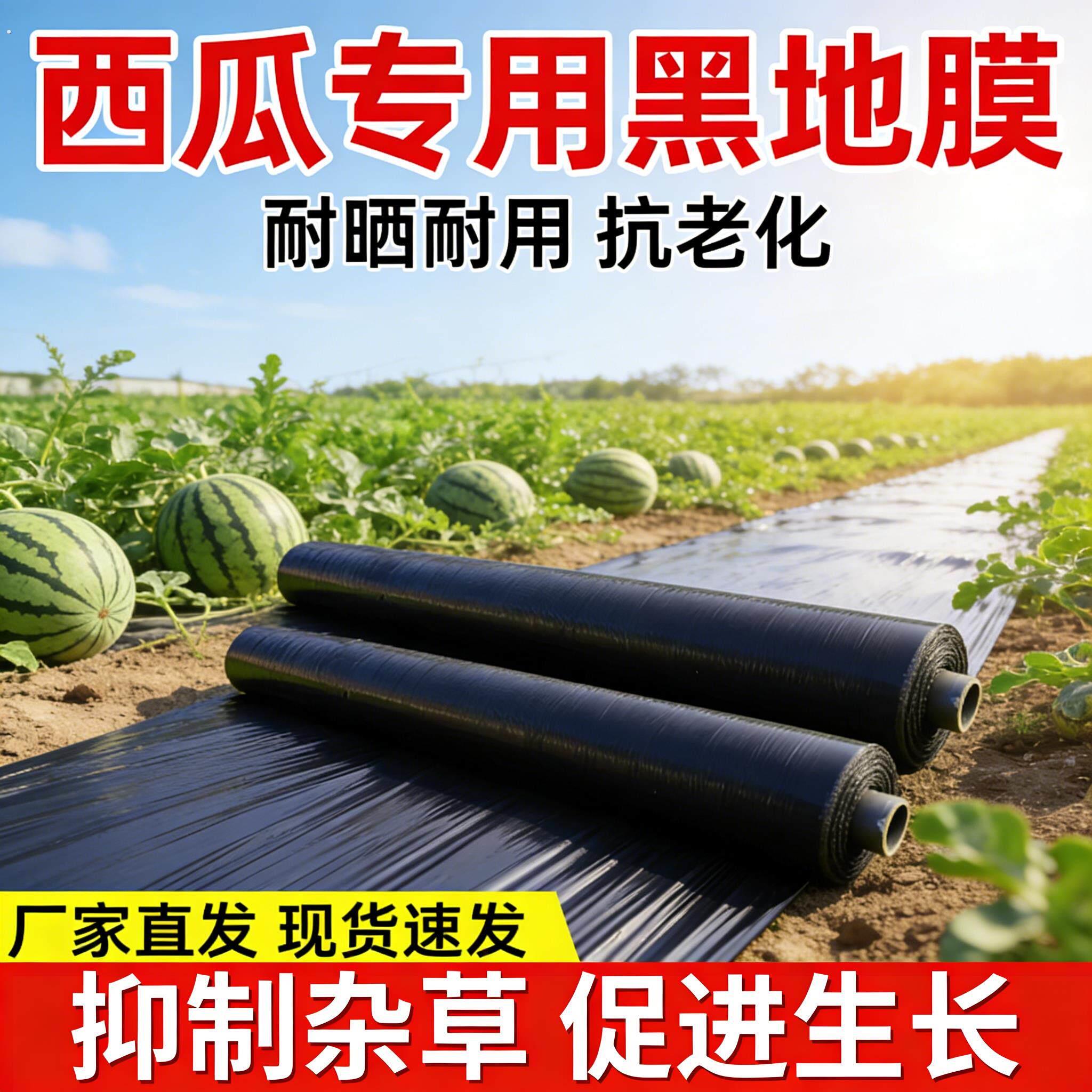 西瓜专用黑色地膜保温膜加厚农用种植塑料薄膜防草布除草地钉