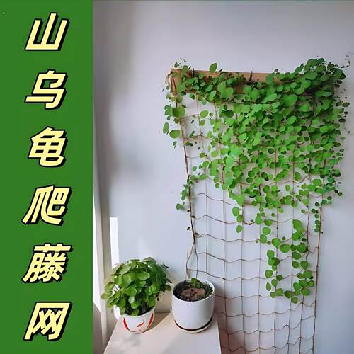 山乌龟爬藤植物麻绳软网格攀爬牵引专用月季蔷薇绿植藤蔓支撑架