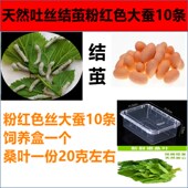 包活 包邮 科普学生套餐天然七彩5龄白色蚕宝宝赠送饲养盒 新鲜桑叶