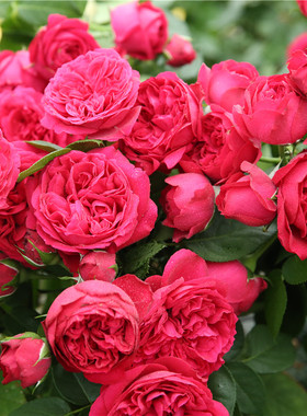 红色龙沙宝石2.5升盆栽攀援花墙爬藤拱门花架观赏植物玫瑰花卉