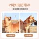 狗狗牵引绳防爆冲P链P绳遛狗防挣脱狗链子中大型犬防爆冲耐用狗绳