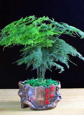 云竹文竹盆栽盆景办公室内绿色植物客厅花卉四季常青绿植摆件