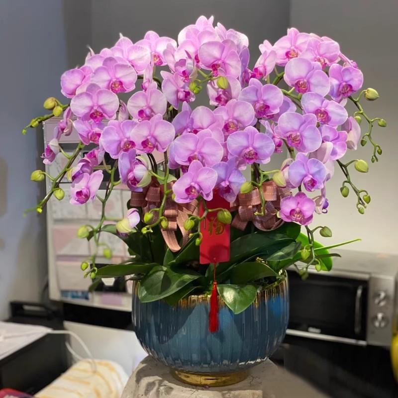 蝴蝶兰盆栽带真鲜花快递同城上海北京年宵花开业乔迁广州杭州成都