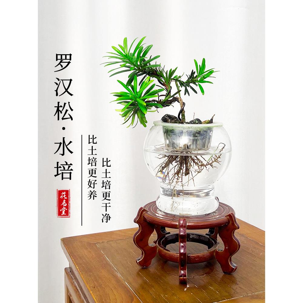 水培瓜子黄杨盆景室内造型树桌面老桩盆栽水养植物四季常青罗汉松