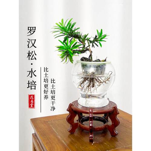 水培瓜子黄杨盆景室内造型树桌面老桩盆栽水养植物四季常青罗汉松
