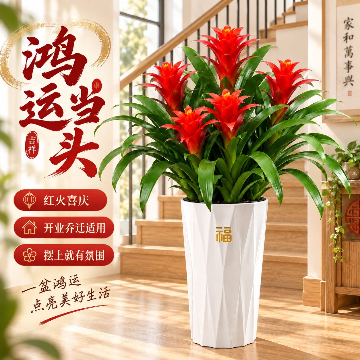 鸿运当头盆栽带花大型绿植室内红掌客厅旺宅花卉植物乔迁送礼禄植