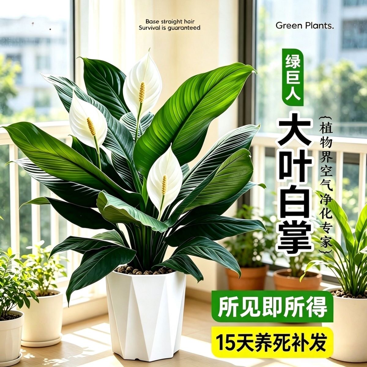 大号绿巨人一帆风顺白掌盆栽办公室内客厅花卉绿植四季幸福树开花