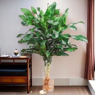 水培植物高大螺纹铁观叶绿植客厅室内好养无土纯水培盆栽四季常青