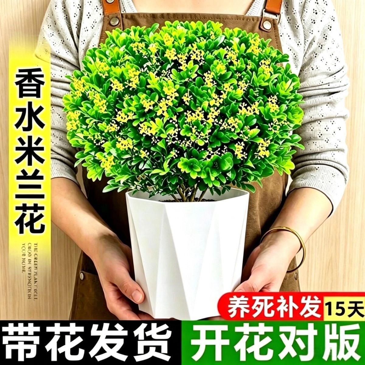 米兰盆栽带花苞开花浓香清香木花卉植物四季常青净化空气花园绿植