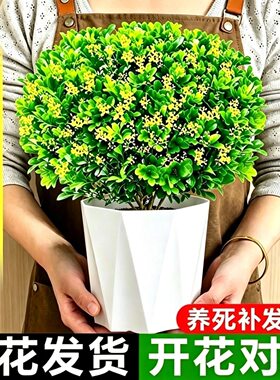 米兰盆栽带花苞开花浓香清香木花卉植物四季常青净化空气花园绿植