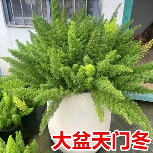 狐尾天门冬盆栽阳台庭院耐寒植物室外耐热观叶超好养庭院绿植招财