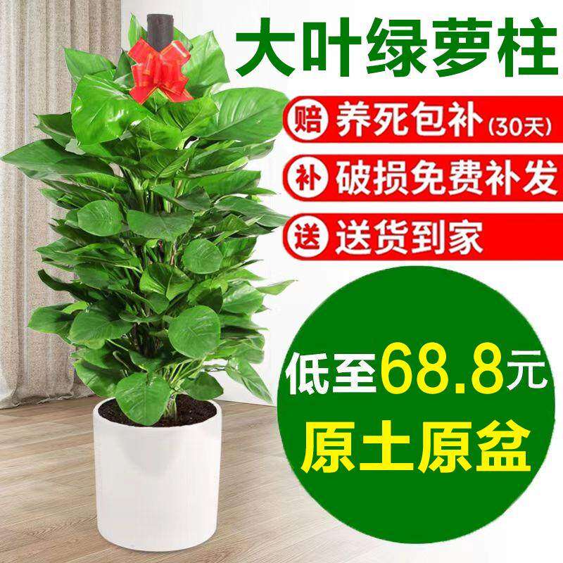 大叶绿萝柱盆栽客厅大型真绿植办公室内净化空气新房好养绿箩植物