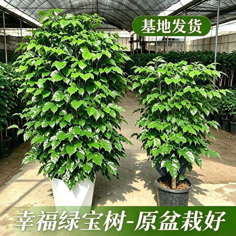 幸福树盆栽室内客厅办公室花卉植物送礼开业净化空气懒人好养绿植