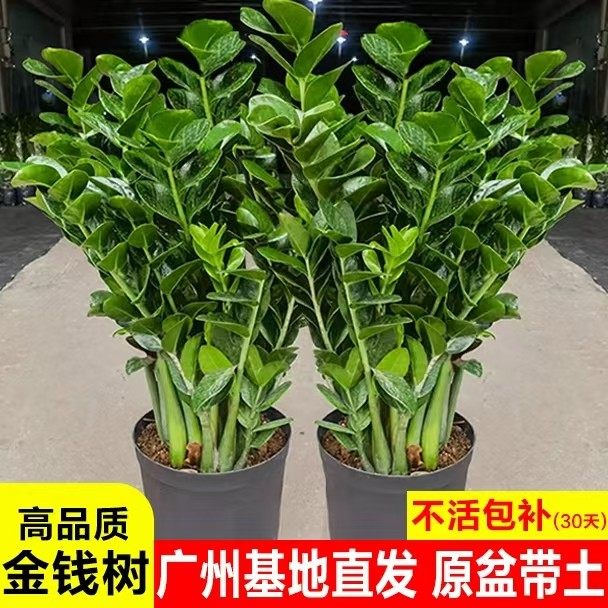 金钱树盆栽植物室内花卉大型客厅好养绿植大摇钱串子招财小发财树