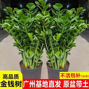 金钱树盆栽植物室内花卉大型客厅好养绿植大摇钱串子招财小发财树