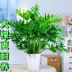 龙鳞老桩春羽盆栽室内大型北欧网红绿植客厅吸甲醇观叶植物净化空