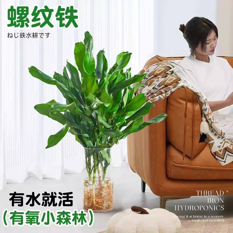 水培植物高大螺纹铁观叶绿植客厅室内好养无土纯水培盆栽四季常青