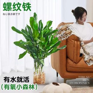 水培植物高大螺纹铁观叶绿植客厅室内好养无土纯水培盆栽四季常青