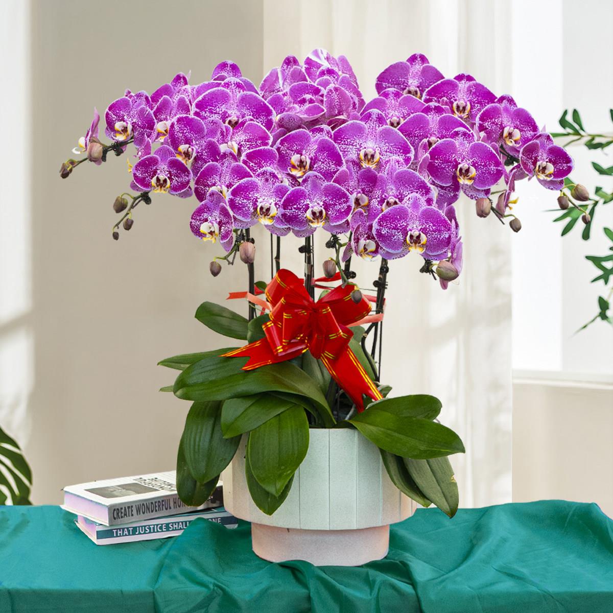 蝴蝶兰盆栽带花苞礼品花卉植物室内客厅兰花乔迁送礼北京配送到家