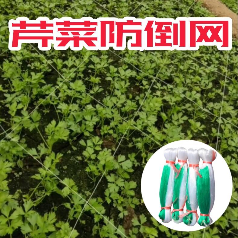 芹菜防倒网防倒伏定型豌豆爬藤网种植网荷兰豆角新型黄瓜韭菜蒜黄
