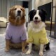 中大型犬宠物狗狗衣服冬季 保暖金毛哈士奇边牧拉布拉多萨摩耶棉衣