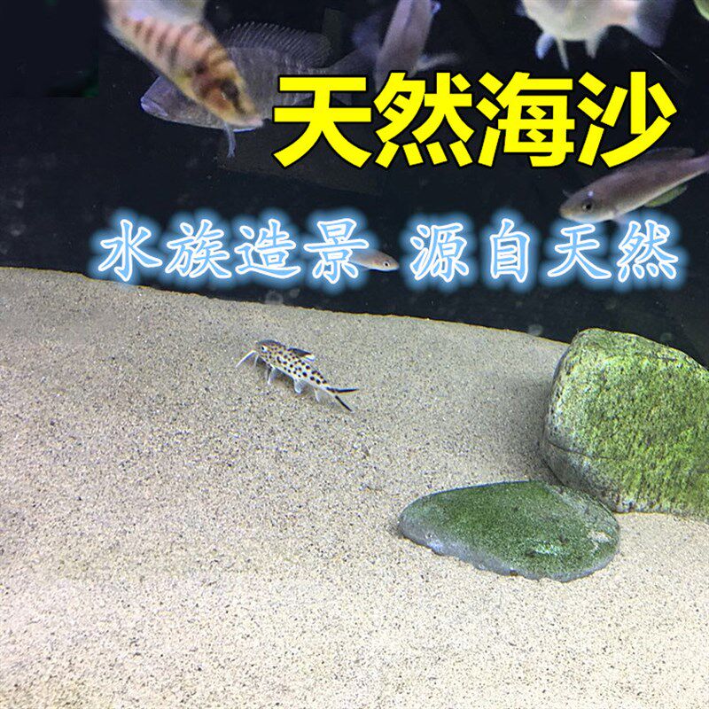 碧程包邮三湖慈鲷底沙鱼缸底砂造景水族天然海沙细沙子5.6斤装