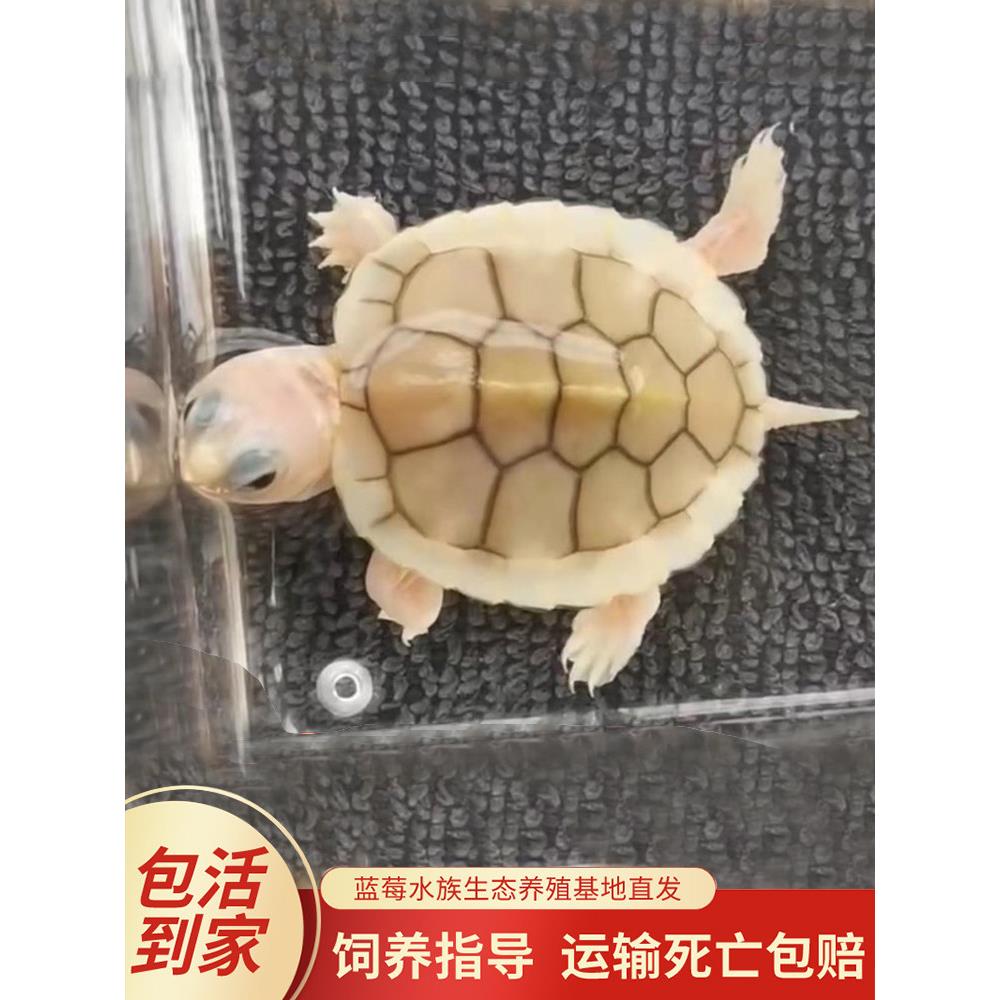 宠物巴西龟窄桥红面蛋龟墨西哥深水龟火焰圆澳观赏龟活物小乌龟